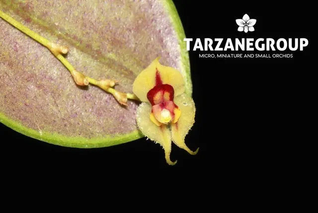 Lepanthes caloura (Lepanthes)