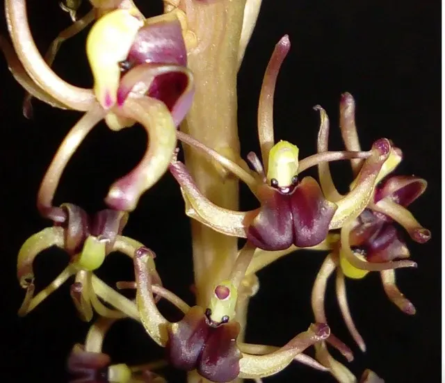 Liparis formosana var aureovariegata