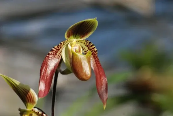 Paphiopedilum INGELORE