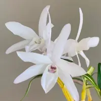 Dendroboum moniliforme variegated form. Blooming size miniature dendrobium orchid species. Rare form