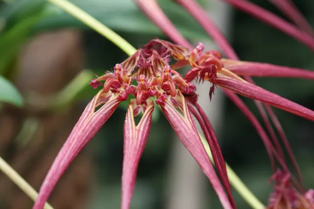 Bulbophyllum wendlandianum syn colletii (Bulbophyllum)
