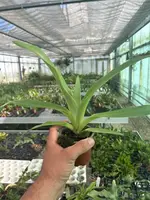 Paphiopedilum kolopakingii