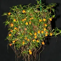 Mediocalcar decoratum `Party Time' AM/AOS Species 2.25" Pot
