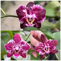 Phal. Hsinying Little Knight 'Voodoo' × (Tetrasambo × Yaphon Sir)