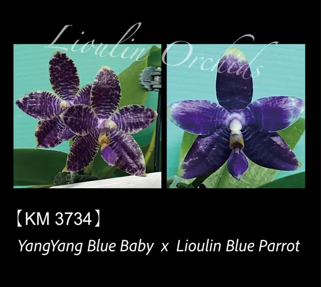 Phalaenopsis YangYang Blue Baby x Lioulin Blue Parrot (Phalaenopsis)