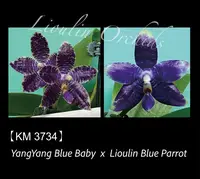 Phal. YangYang Blue Baby x Lioulin Blue Parrot