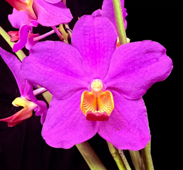 Papilionanda Happy Su-Siong 'Crownfox Electra' (Papilionanda)