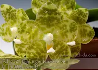 Phal. gigantea var alba 'Note: Limited, 1st time available in U.S. ' (" Ta Wei " x self)