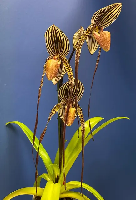 Paphiopedilum Shin-Yi Pride