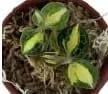 Anoectochilus 'Silver Silk' (Anoectochilus)