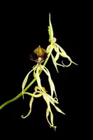 Encyclia cochleata