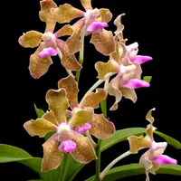 Vanda tessellata Pink sp. Orchid Plant - BS