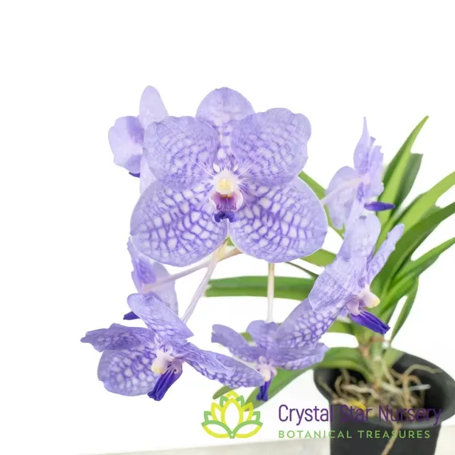 Vanda Rothschildiana 'Blue' (Vanda)