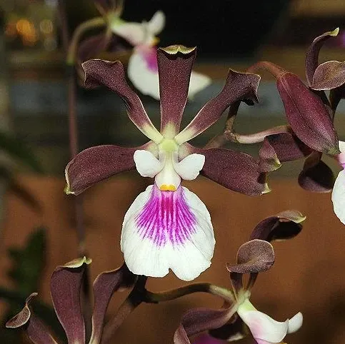 Encyclia Shinfong Smile (Encyclia)