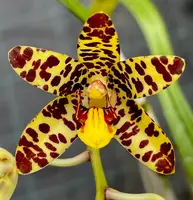 Ansellia africana (‘Buffalo’ x ‘Leo’)