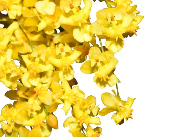 Oncidium Twinkle 'Yellow Fantasy' (Oncidium)