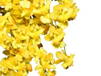 Oncidium Twinkle 'Yellow Fantasy'