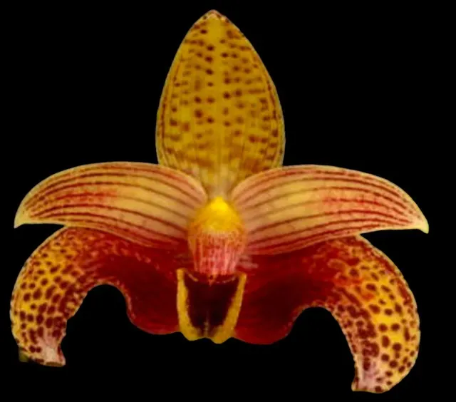 Bulbophyllum Sumatranum Blooming Size