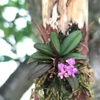 Schoenorchis Tixieri
