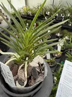 Neofinetia falcata ‘Yoroidoshi’