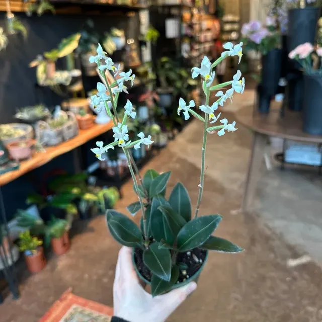 Ludisia discolor 'Black Jewel' (Ludisia)