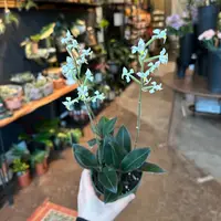 4" Ludisia discolor 'Black Jewel Orchid'