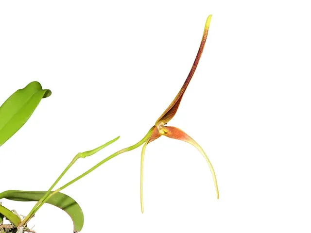 Bulbophyllum kermesinum