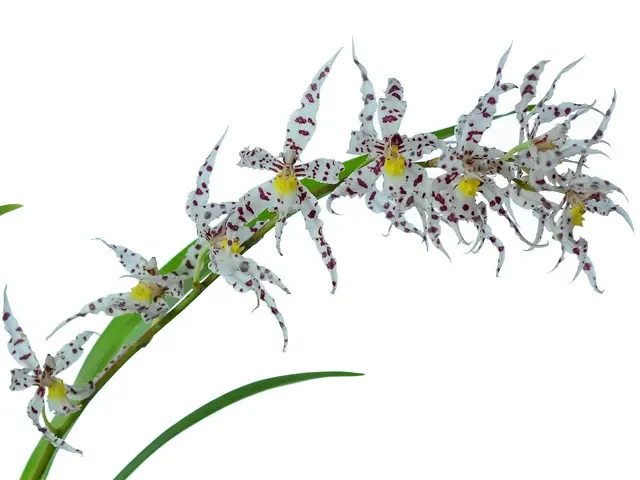 Oncidium naevium