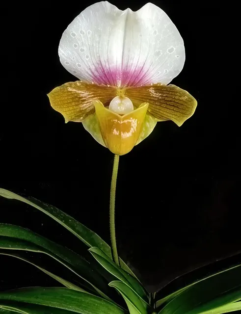 Paphiopedilum charlesworthii semi alba (Paphiopedilum)
