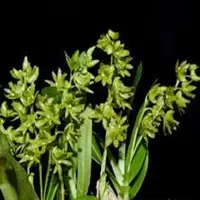 Dendrobium kanburiense sp.
