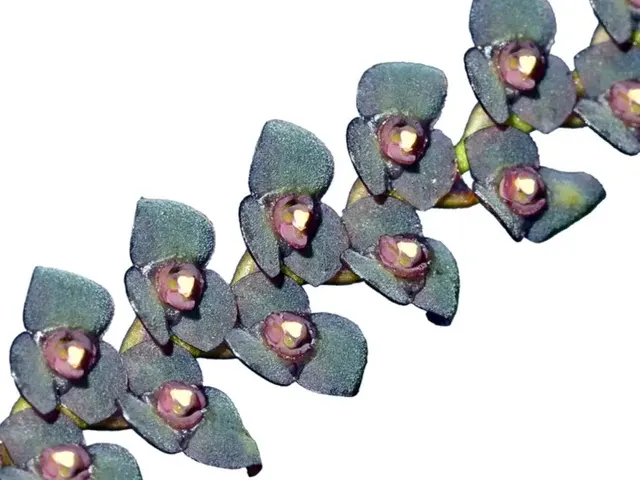 Stelis alternans (Stelis)