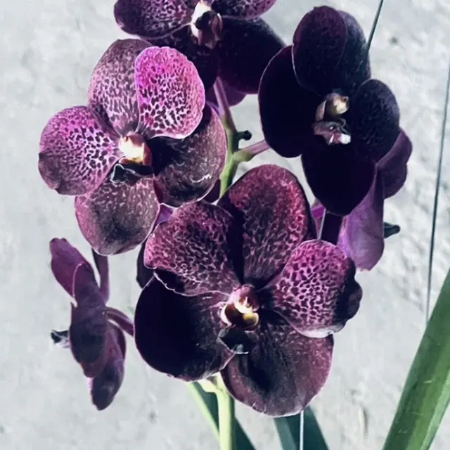 Vanda Kulvadee Fragrant x Kasem Delight Blue