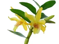 Dendrobium Orange Chin Sai