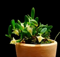 Dendrobium quadrangulare
