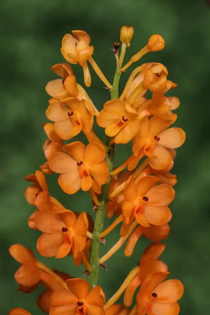 Ascocentrum garayi x self (Ascocentrum)