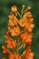 Ascocentrum garayi (miniatum) x self