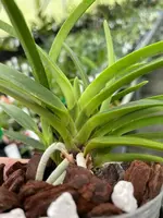 Neofinetia falcata ‘Koyo’