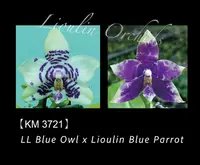 Phal. LL Blue Robin. (Phal. LL Blue Owl x Lioulin Blue Parrot)