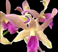 Dendrobium Dragon Fly ‘Varigated’ (2” pot)
