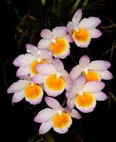 Dendrobium crepidatum