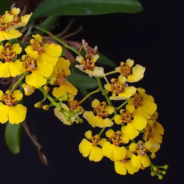 Oncidium ampliatum (Oncidium)