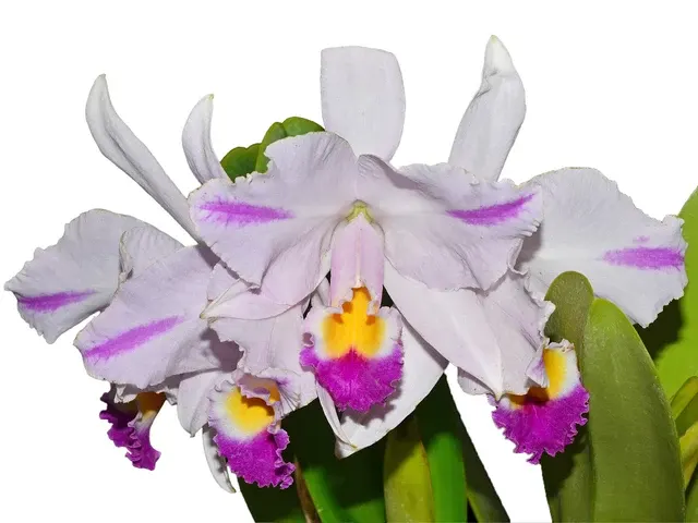 Cattleya trianae splash (Cattleya)