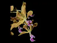 Encyclia oncidioides
