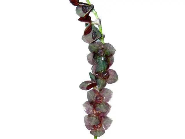 Stelis congesta (Stelis)