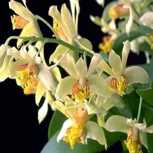 Dendrobium delacourii sp (Dendrobium)