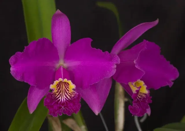 Cattleya warscewiczii var tipo (Cattleya)