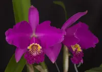 Cattleya warscewiczii var. tipo ‘Oscuro’ x Cattleya lueddemanniana var. rubra ‘Overlapping’