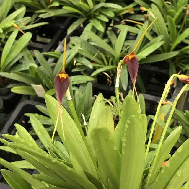 Masdevallia rechingeriana (Masdevallia)