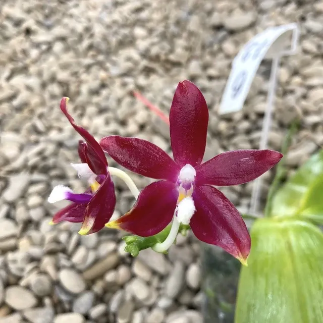 Phalaenopsis tetraspis 'Red' (Phalaenopsis)