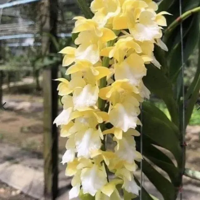 Aerides houlletiana var. alba (Aerides)